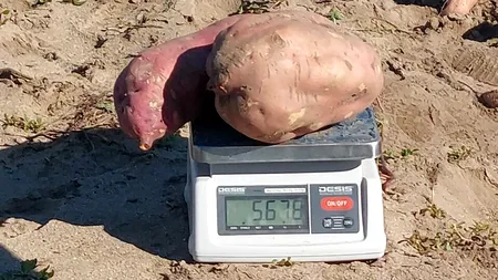 Cartofi dulci gigantici, la stațiunea de cercetare Dăbuleni. Cultură bună, în ciuda secetei puternice din această vară