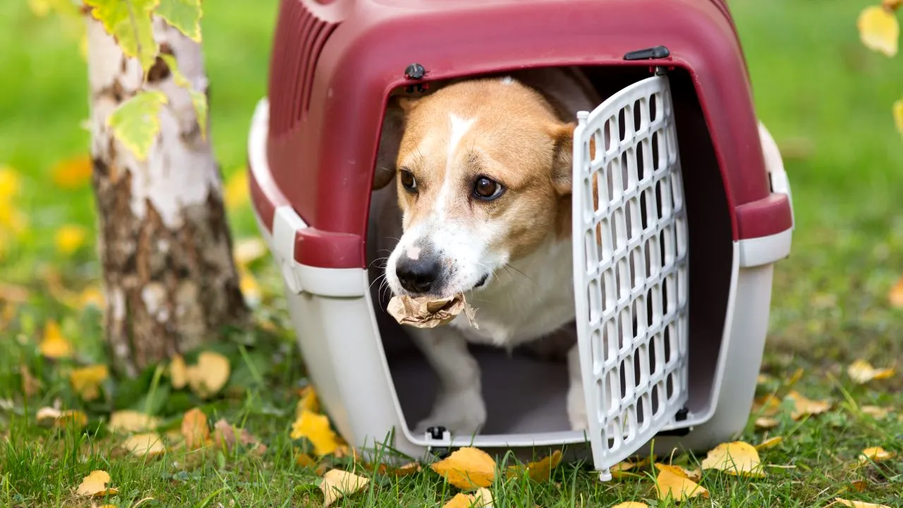 Statele Unite ale Americii interzic importurile de câini din 113 țări. Care este motivul