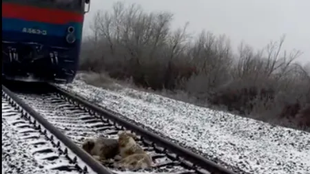 Un VIDEO care arată că și animalele știu să iubească: ce face acest cățel pe o cale ferată când trenul se apropie