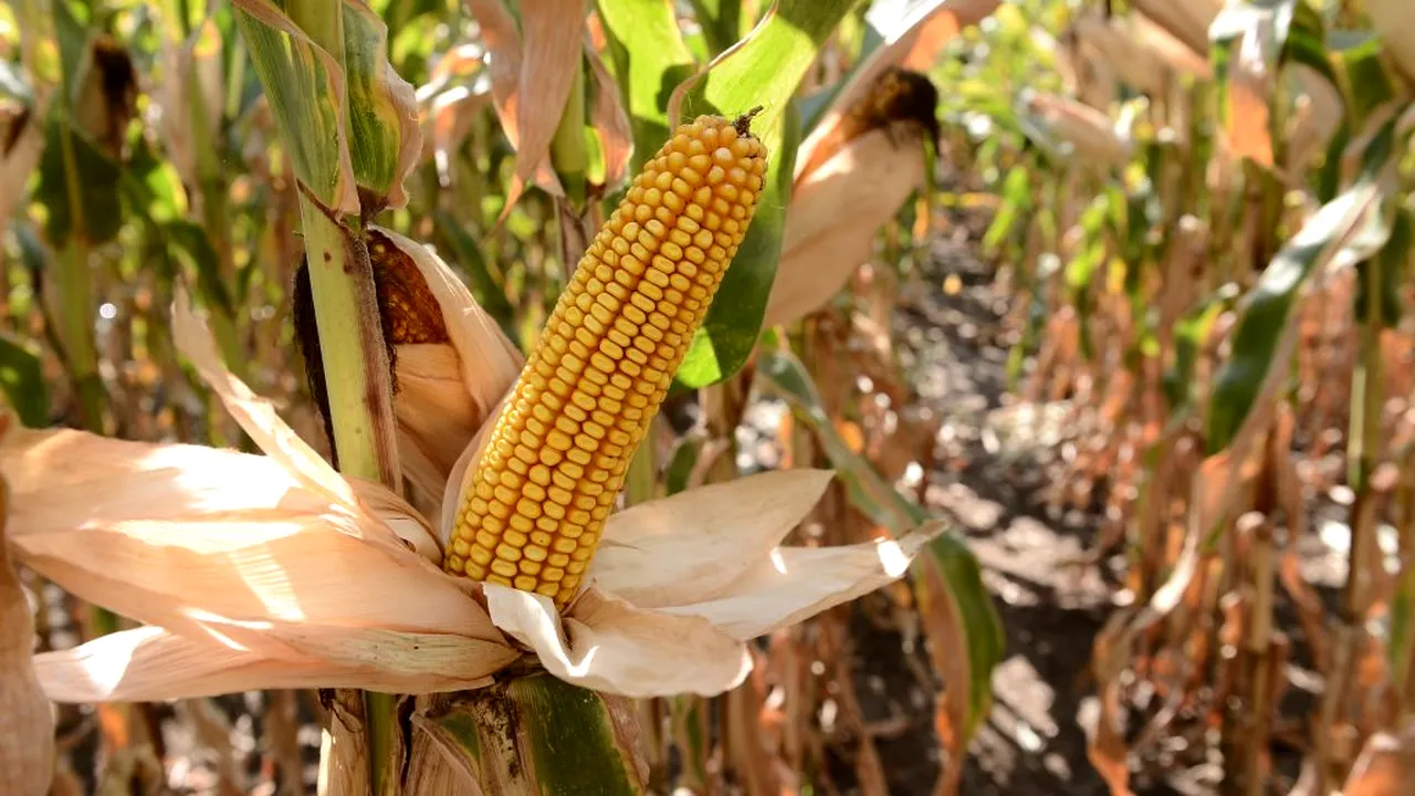 Probleme mari cu umiditatea, spargerea boabelor și prețul de vânzare al porumbului. „Nu mai este la fel de atractiv