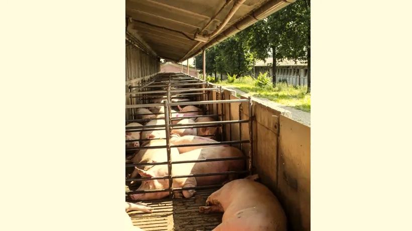 Alți 20 de porci au fost SACRIFICAȚI. Nou focar de PESTĂ PORCINĂ în Bihor