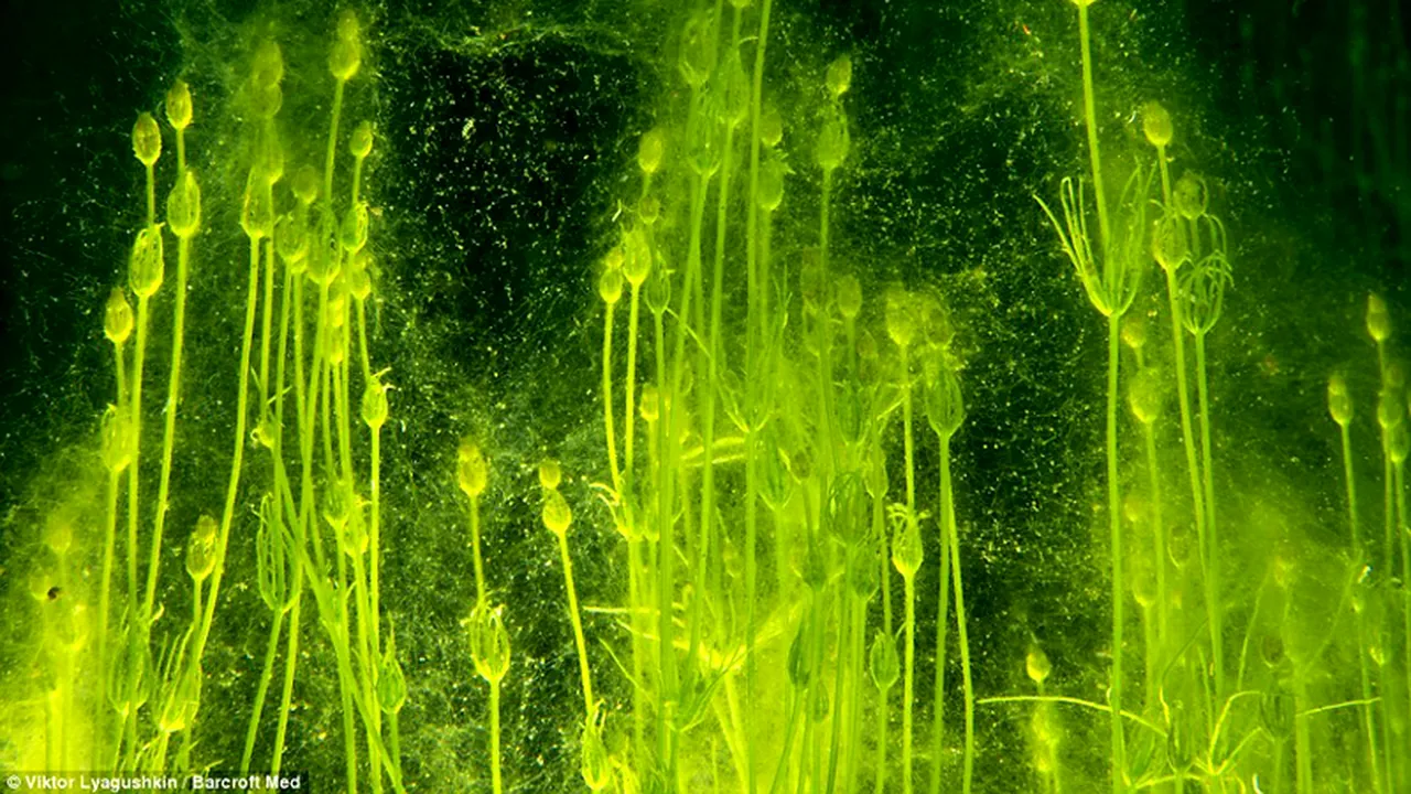 GALERIE FOTO Imagini subacvatice din Lacul Albastru