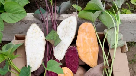 Cercetătorii olteni fac EXPERIMENTE pe legume și fructe, pentru a vedea care rezistă cel mai bine la caniculă