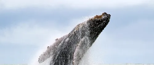 Un virus care a ucis aproape 800 de delfini amenință acum viața balenelor cu cocoașă