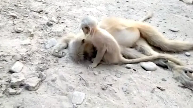 Imagini impresionante. Un pui de maimuță încearcă să își trezească mama care a murit electrocutată - VIDEO