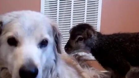 Un câine, cel mai bun prieten al unui miel. VIDEO