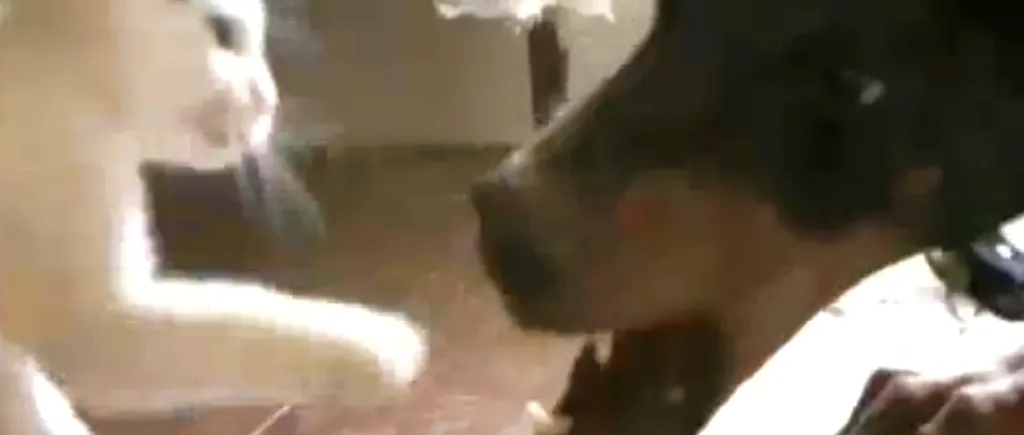 VIDEO. Răbdare de doberman: atacul puiului de pisică