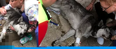 MISIUNE inedită pentru pompierii din Mehedinți, care au resuscitat un câine. Animalul nu mai respira, când a fost scos dintr-un apartament în flăcări