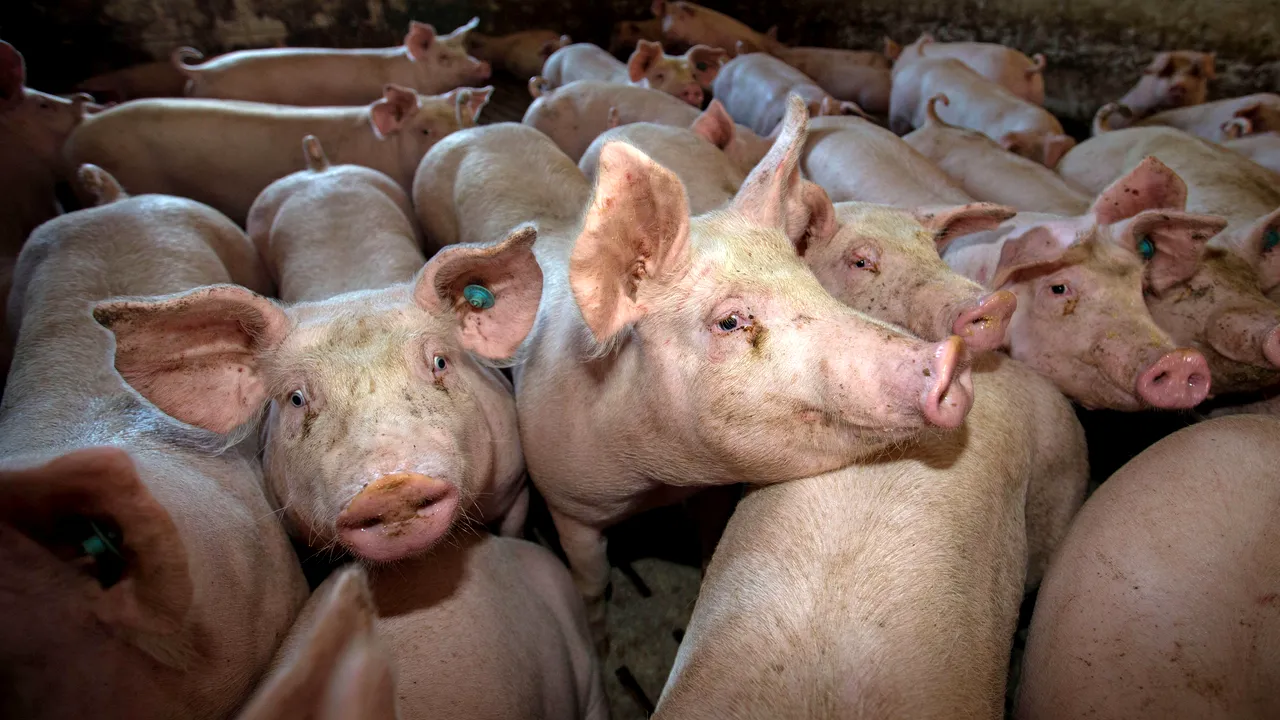 Focar de pestă porcină într-o comună din Dolj