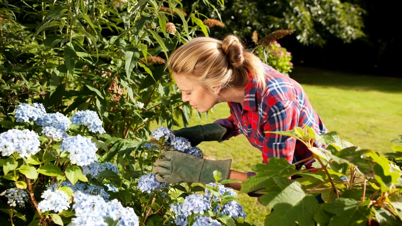 Ce FLORI să plantăm în septembrie pentru o grădină plină de culoare și parfum în primăvară