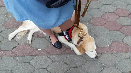 Femeie nevăzătoare, umilită de un paznic care nu a lăsat-o să intre în magazin, însoțită de câinele său: „Acolo sunt alimente. Ce să caute animalul înăuntru?”