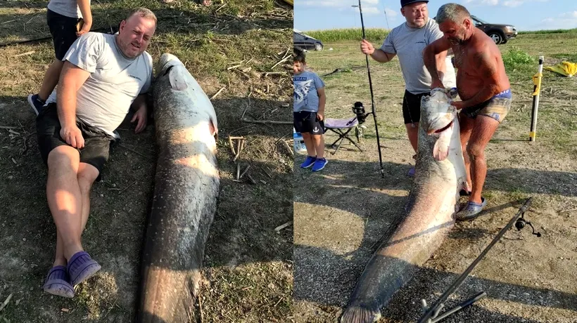 Somn de 70 de kilograme prins în PRUT de un botoșănean. Ce a putut face cu peștele