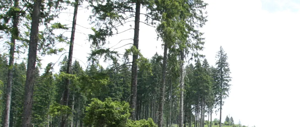 Pădurile rămân la Ministerul Mediului. Ponta: m-au convins organizațiile de mediu