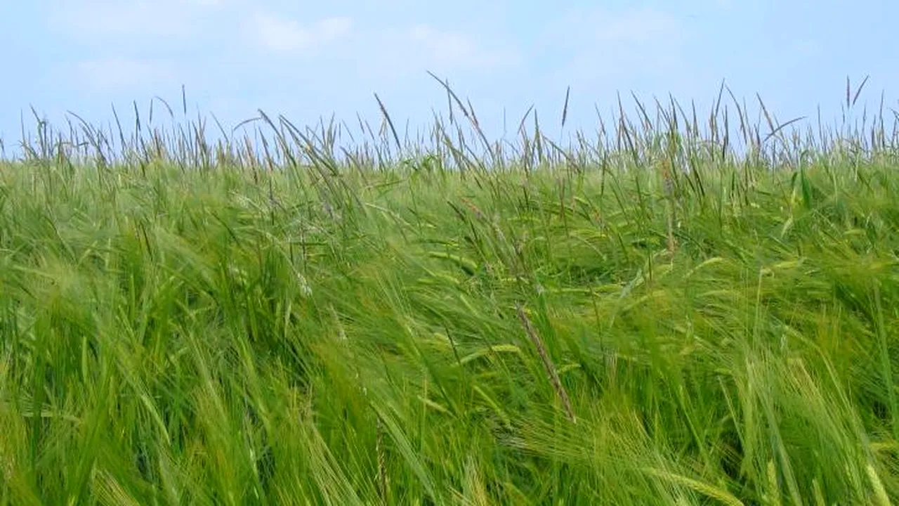 Cât cheltuie pe Coada vulpii unii fermieri. Se invocă securitatea alimentară națională!