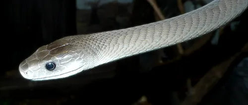 Veninul șarpelui Mamba negru, un posibil rival al morfinei, însă cu mai puține efecte secundare