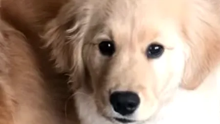 Gest înduioșător: Un cățeluș de doar 11 luni a devenit un adevărat EROU pe internet VIDEO