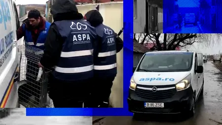 VIDEO | ASPA continuă capturarea maidanezilor din zona Lacul Morii. Câți câini au fost strânși în ultimul an