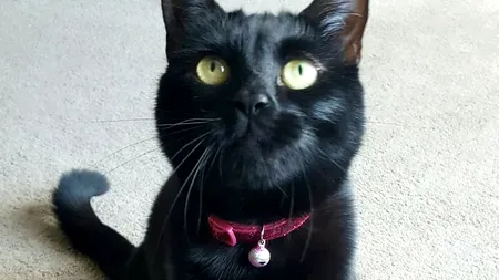 O pisică reușește să demonstreze că felinele au într-adevăr mai multe vieți. Ce s-a întâmplat cu Bella e de necrezut