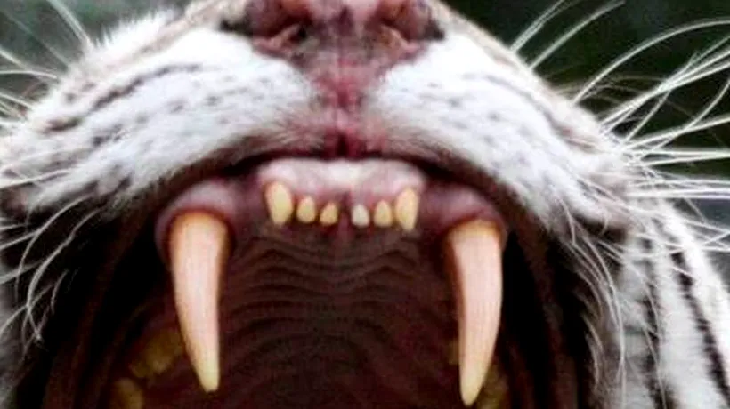 Business Insider: Tigrul alb este un monstru al geneticii, trebuie să dispară