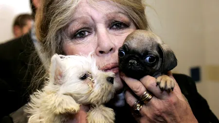 Scrisoarea lui Brigitte Bardot către 