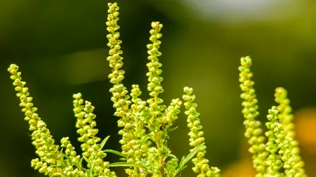 AMBROZIA a devenit un coșmar pentru jumătate de milion de români. Ignorată de autorități, planta crește nestingherită în mai multe zone din București