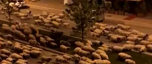 UIMITOR. Sute de oi au invadat  o stradă din Turcia