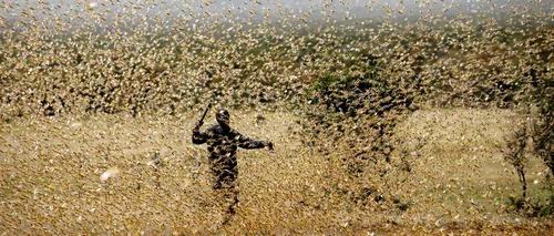 AFRICA: Milioane de lăcuste au invadat continentul. Actualul val, de 20 de ori mai mare decât primul
