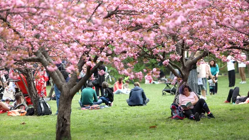 GALERIE FOTO | Imagini superbe surprinse în Herăstrău, unde au înflorit cireșii din Grădina Japoneză