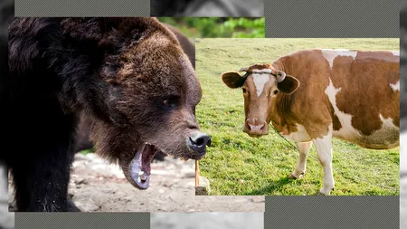 Un urs a ATACAT o stână în Vâlcea. Jivina a ucis o vacă. Nici un om rănit