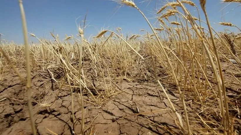 COLAPS. Agricultura este în criză: 1.4 milioane de hectare sunt afectate de secetă, iar fermierii acuză Guvernul că nu are soluții!
