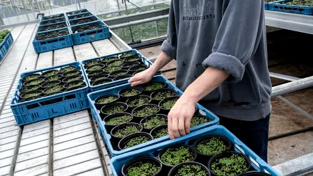 Ce plantă NU trebuie să lipsească din nicio casă. Are proprietăți miraculoase