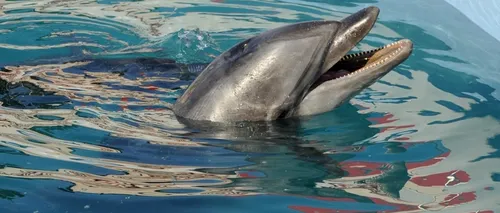 Un delfin de la Complexul Muzeal de Științe ale Naturii Constanța a fost găsit mort în bazin