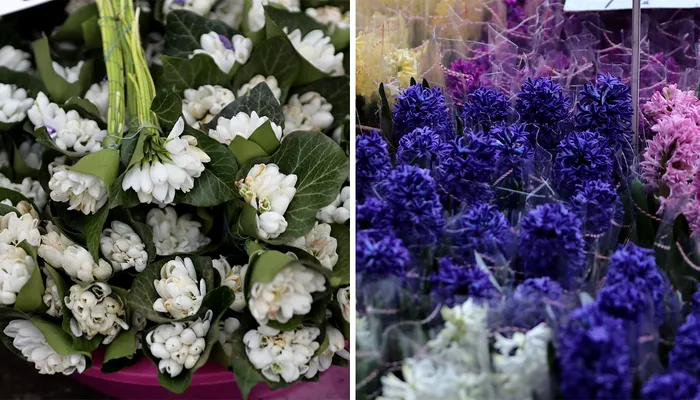 Ghioceii și zambilele, alți vestitori ai primăverii (Foto - Arhivă: Alexandra Pandrea / Gândul)