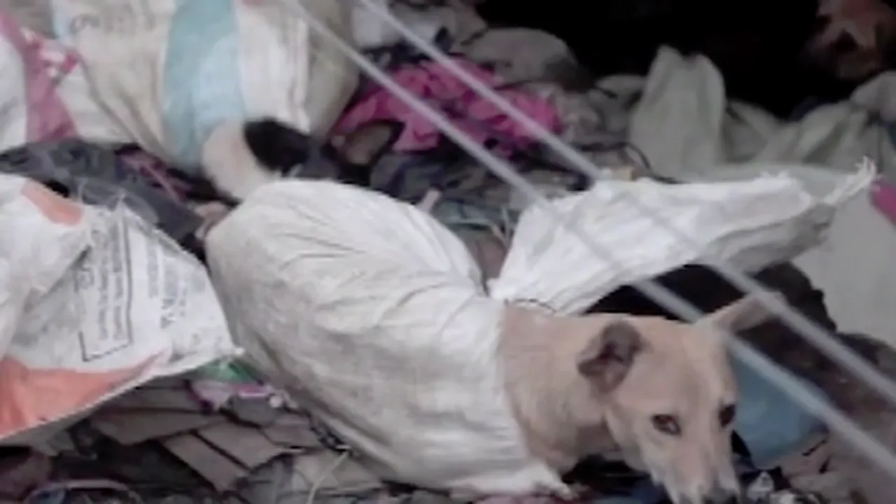 Imagini revoltătoare la un abator de câini. Animalele legate în saci și ucise pentru restaurante - VIDEO