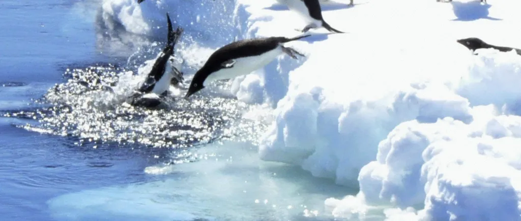 Descoperire impresionantă într-o zonă izolată din Antarctica. Imaginile incredibile cu o colonie de 1,5 milioane de pinguini Adelie. VIDEO