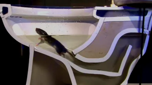 Cum reușesc șobolanii să intre în băi prin intermediul vaselor de toaletă