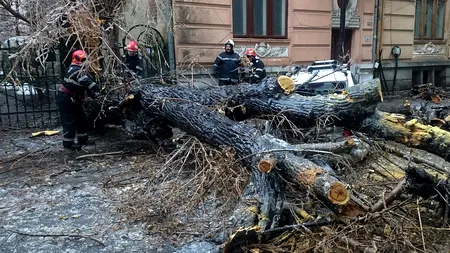 Copaci doborâți de vânt în București: Trei adulți și un copil au ajuns la spital / Mai multe mașini au fost avariate