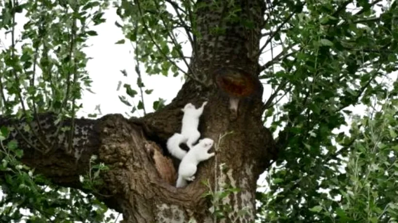 FOTO. Surpriza de care a avut parte un cuplu într-o pădure din Marea Britanie