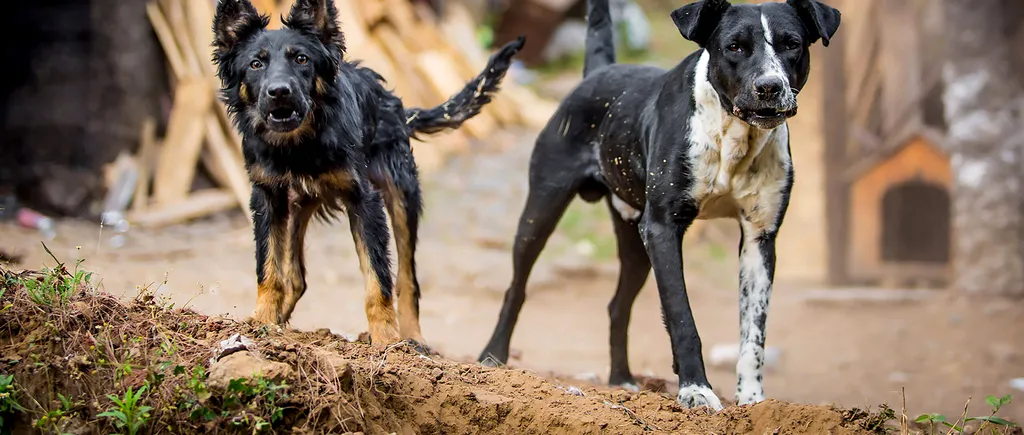 EXCLUSIV | Câți câini periculoși sunt în România? Datele Poliției și ale Asociației Chinologice nu coincid, nu se știe câți proprietari au asigurare pentru eventuale pagube produse de aceste animale