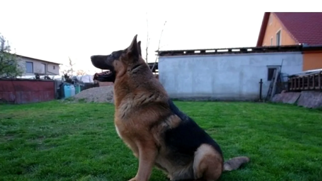 Câinele polițist Jake, casat și scos la licitație pe 200 de lei