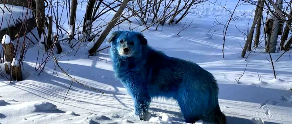 Câini albaștri în Rusia. Fotografiile au devenit virale. Este investigată o uzină chimică