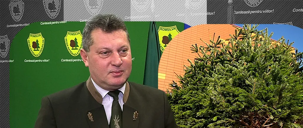 EXCLUSIV VIDEO | Operațiunea „Brazii de CRĂCIUN”. Director Romsilva: „Tendința este de a diminua în casele noastre pomul natural”