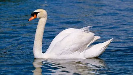 Cinci animale adorabile, dar extrem de periculoase