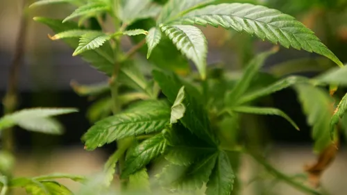 Țara care le dă voie locuitorilor să cultive marijuana acasă
