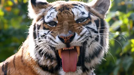 TIGRUL UCIGAȘ, momit cu parfum CALVIN KLEIN. Fiara A UCIS nouă persoane în India