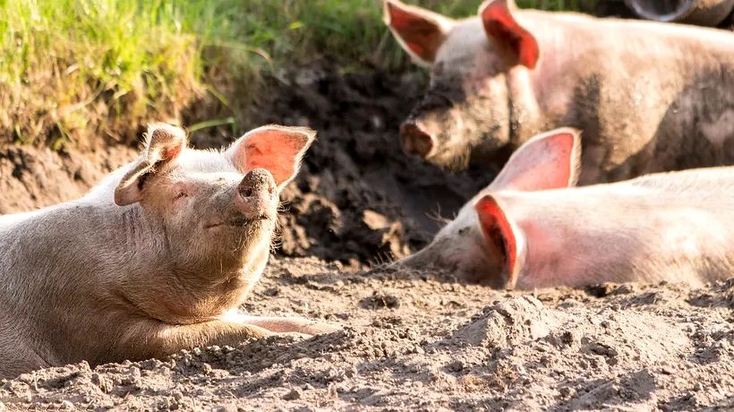 Peste 10.000 de porci din județul Hunedoara vor fi uciși din cauza pestei porcine africane