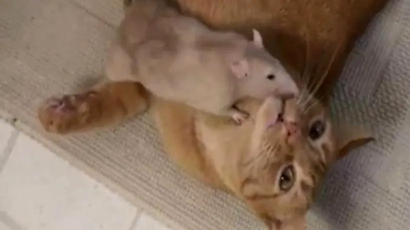 Înregistrările care distrug mitul discordiei dintre șoarece și pisică. VIDEO