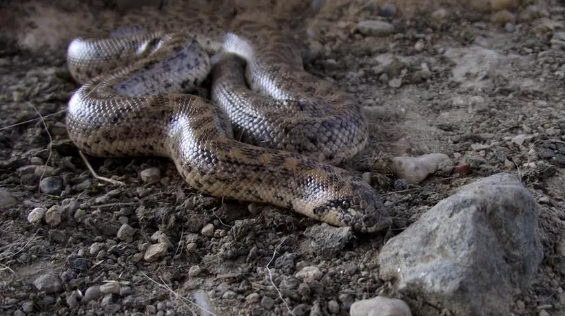 BOA DE NISIP, cel mai rar șarpe din România a reapărut după 80 de ani: „Această specie ajunsese să fie considerată un adevărat Â«Sfânt GraalÂ» al herpetologilor