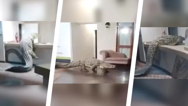 Imagini de groază cu un crocodil uriaș în recepția unui hotel. Unde s-a întâmplat incidentul