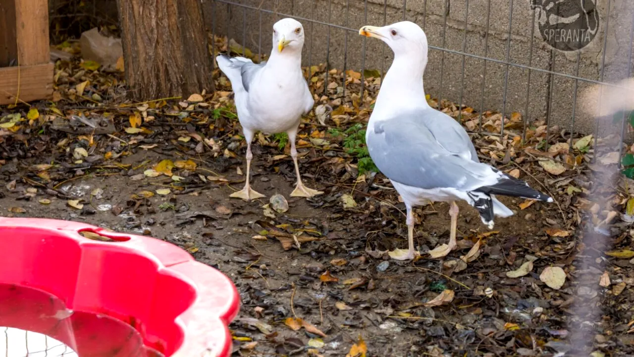 Ţara în care turiştii care hrănesc pescăruşii de pe plajă riscă să fie AMENDAȚI. Autorităţile vor să limiteze comportamentul agresiv al păsărilor